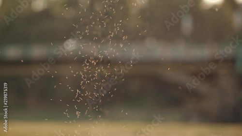 A swarm of mosquitoes on the background of a transport bridge