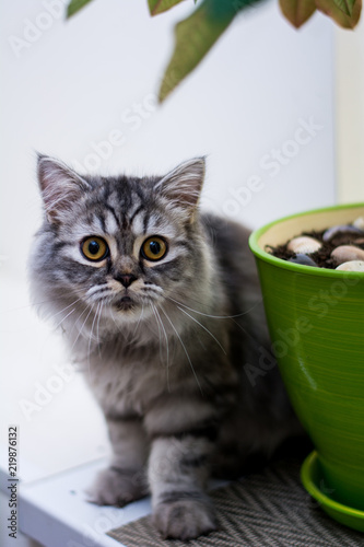 kitten cat scottish straight, lop-eared fluffy, animal © Дария