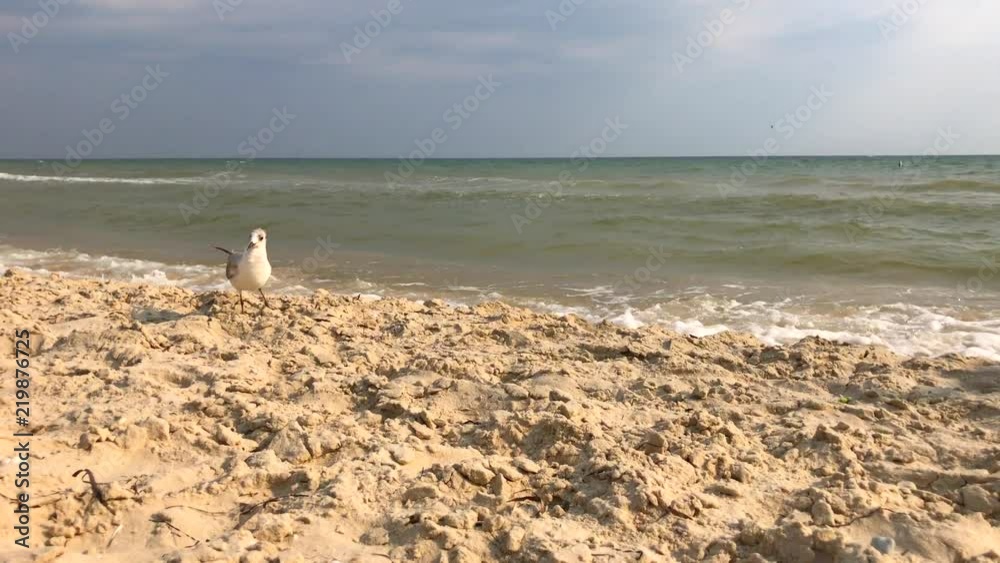 white seagull gull on the Black Sea shore white seagull gull on the Black Sea shore