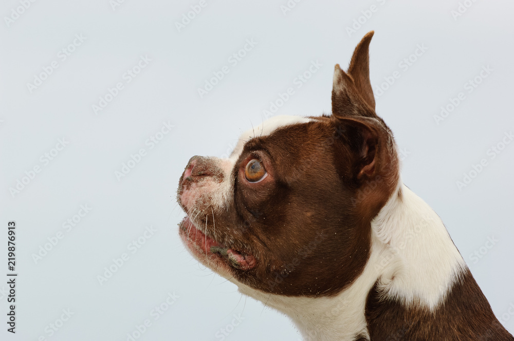 Brown Boston Terrier dog outdoor portrait at beach head shot