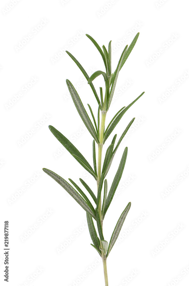 Naklejka premium Sprig of fresh rosemary isolated on white background. Rosemary branch