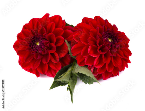 Two red dahlia flowers with leaves isolated on white background