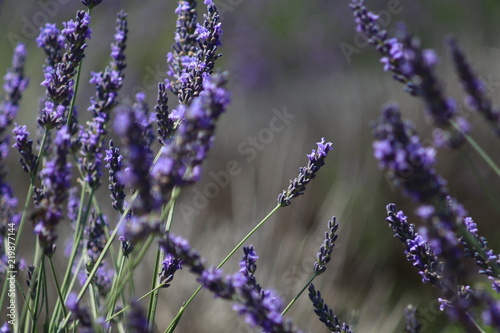 Fototapeta Naklejka Na Ścianę i Meble -  Close-up of growing violet lavender in French Provence 