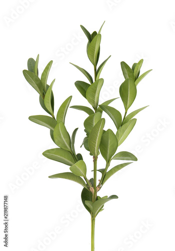 Boxwood branch isolated on a white background