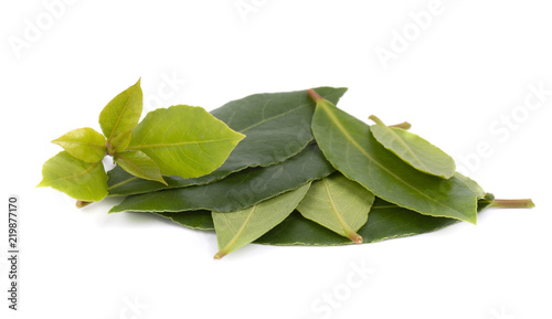 Fresh green leaves of bay leaf isolated on white background. Laurus isolated.