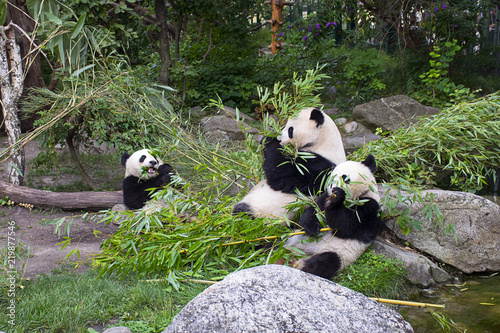 Panda bears eating bamboo 