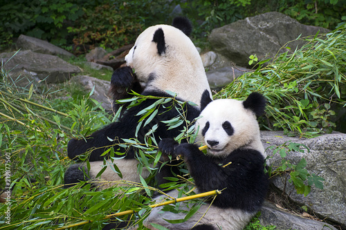 Panda bears eating bamboo 