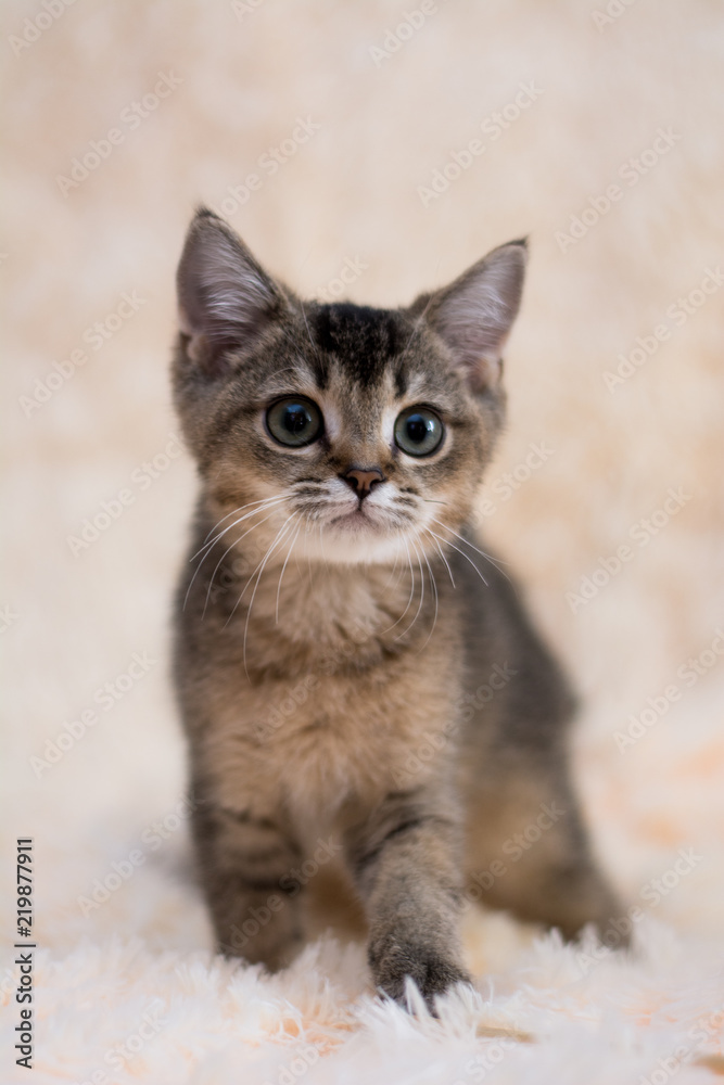 kitten cat scottish straight, lop-eared fluffy, animal kitten cat scottish straight, lop-eared fluffy, animal