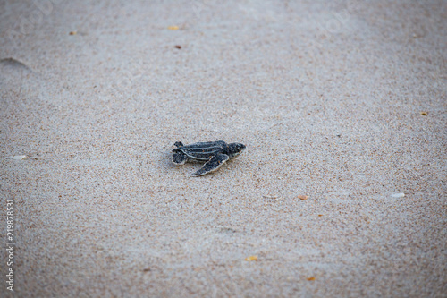 Baby Leather back sea turtle