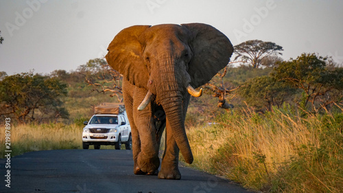 An wild elephant at a Game Reserve Safari in Africa