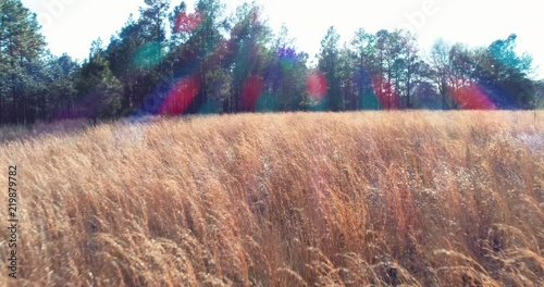 Golden grain field, aerial
