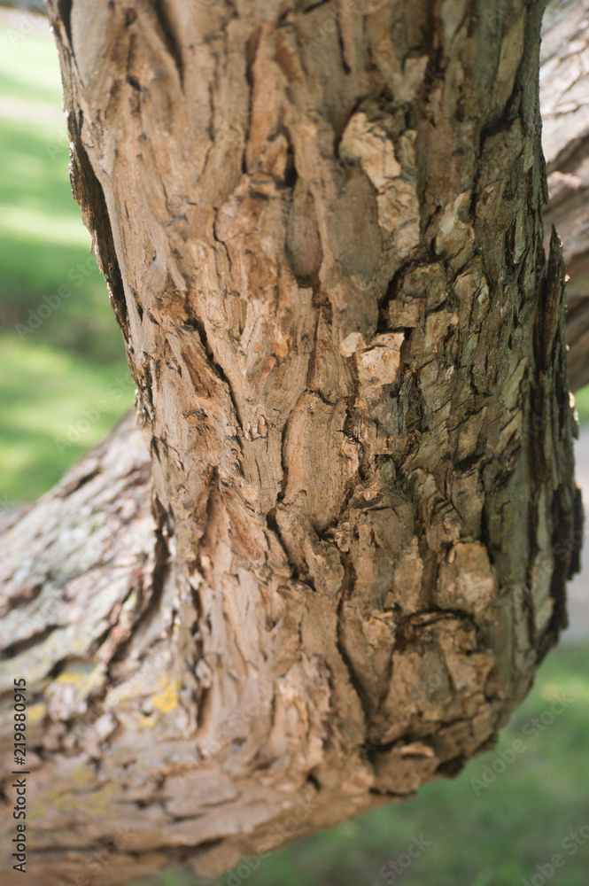 A closeup view of the bark on a bent tree trunk. A closeup view of the bark on a bent tree trunk.