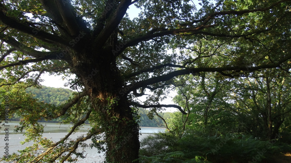 Fototapeta premium arbre