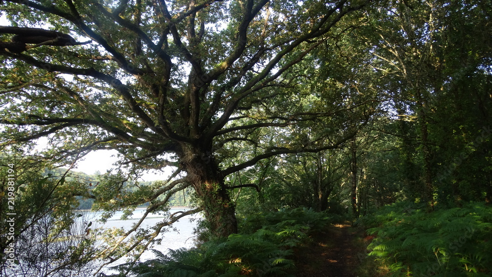Obraz premium arbre