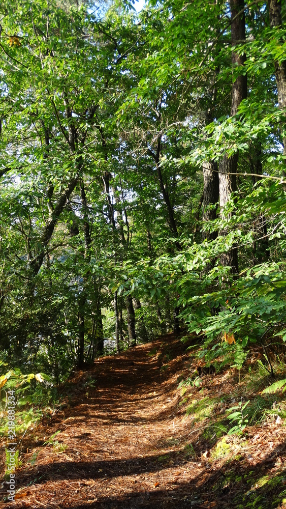 forêt forêt