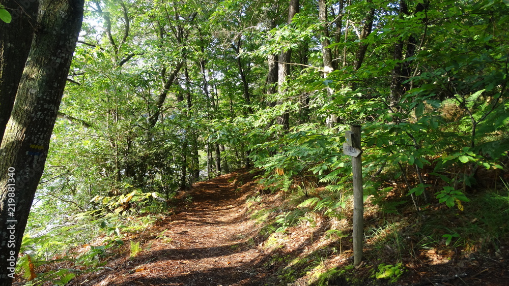 Obraz premium forêt
