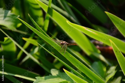 Dragonfly on a plant leaf