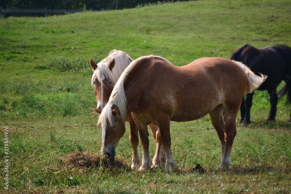 Horses Grazing Horses Grazing
