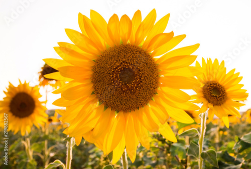 Fototapeta Naklejka Na Ścianę i Meble -  big sunflower in sunflowers field at sunset