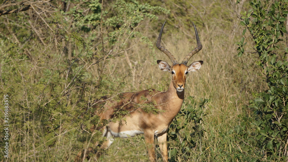 A wild animal impala in Safari, Game Reserve, South Africa A wild animal impala in Safari, Game Reserve, South Africa