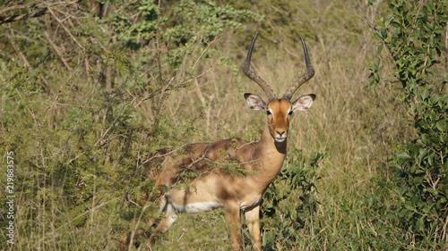 A wild animal impala in Safari, Game Reserve, South Africa