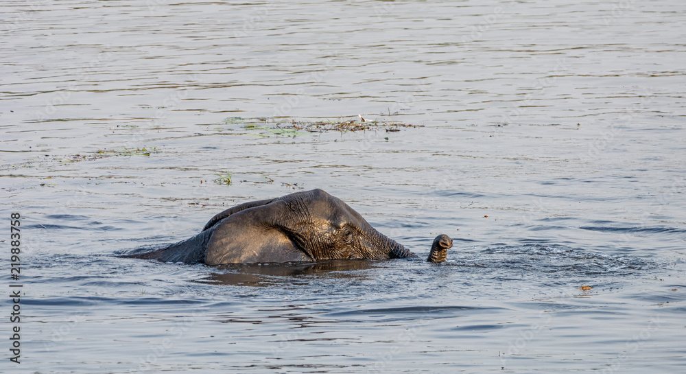 Fototapeta premium Elephant Swimming