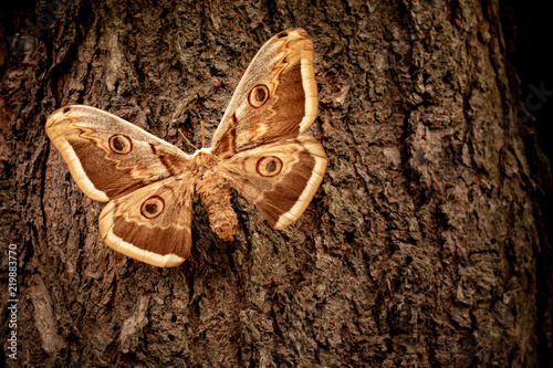 Saturnia pyri butterfly on a tree bark
