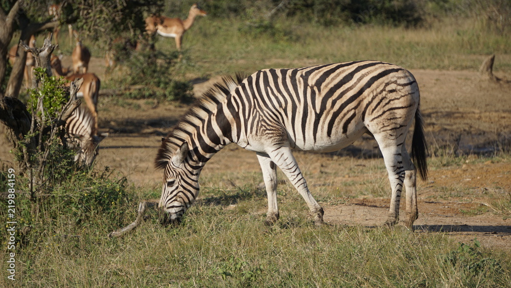 Obraz premium A wild zebra in Safari, Game Reserve, South Africa