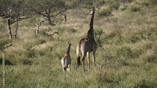 A mother giraffe with kids in a Safari, Geme Reserve
