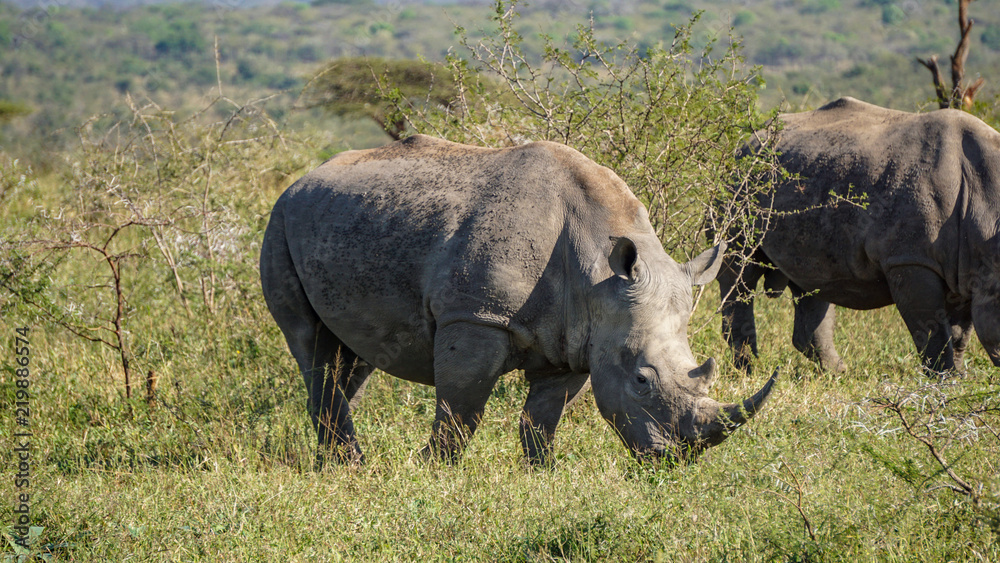 Two wild rhinos in savannah, Safari(Game Reserve), South Africa Two wild rhinos in savannah, Safari(Game Reserve), South Africa