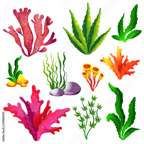 Vector vivid set of various multicolored algae plants growing underwater isolated on white background 