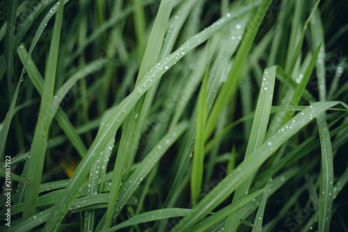 Rain drop on green grasses at overcast day