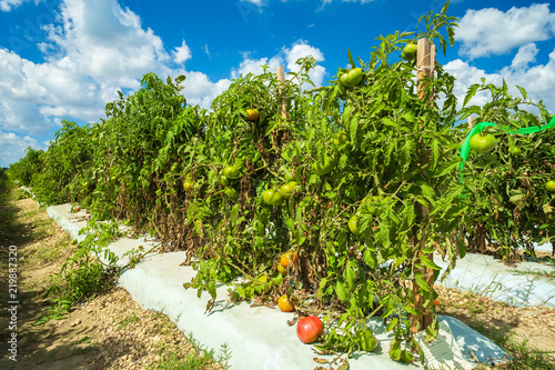 Tomato plants growing in a field