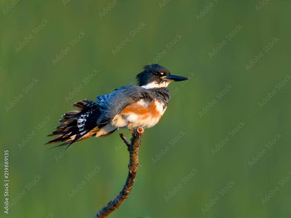 Fototapeta premium Belted Kingfisher Stretching Wings