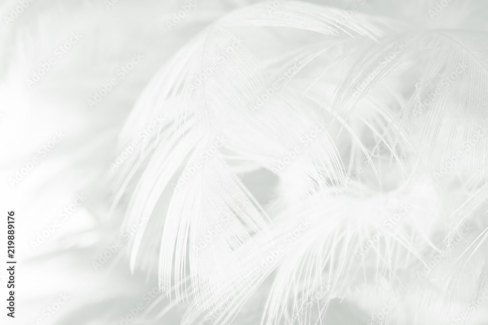 black and white feather texture background 