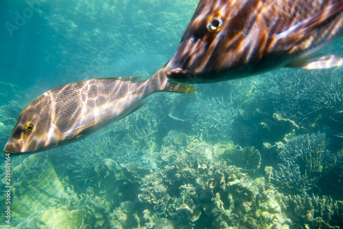 Spangled Emperor (Green Snapper) - Ningaloo Reef - Australia photo