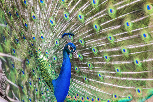 Photography Close up of Peacock with tail feathers spread