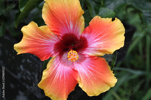 Fototapeta Naklejka Na Ścianę i Meble -  Hibiscus flower with deep green leaves
