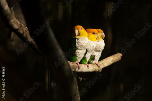 Marianinha-de-cabeça-amarela photo