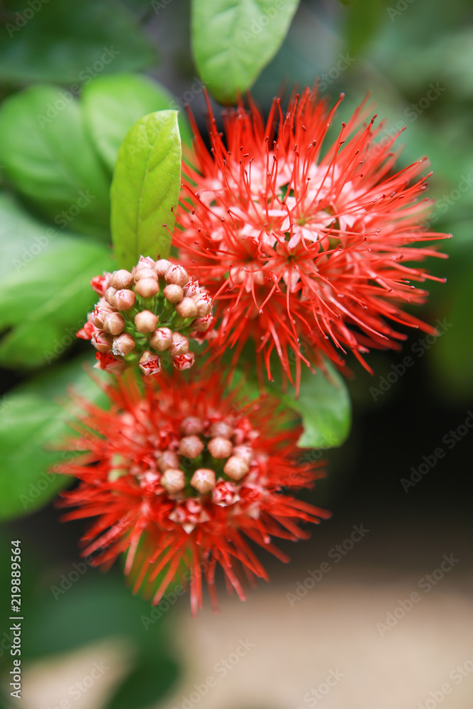 Beautiful Combretum constrictum Beautiful Combretum constrictum
