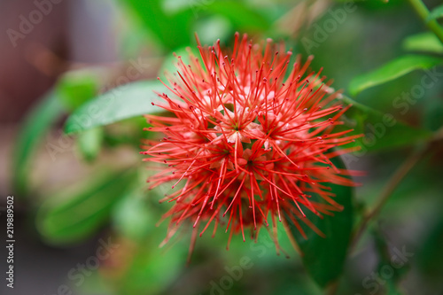 Beautiful  Combretum constrictum photo