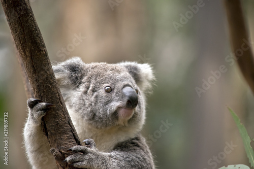 Fototapeta Naklejka Na Ścianę i Meble -  joey koala