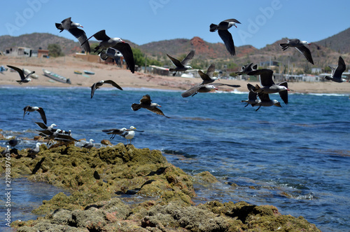 aves en vuelo