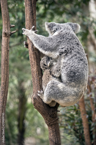 joey koala and mum