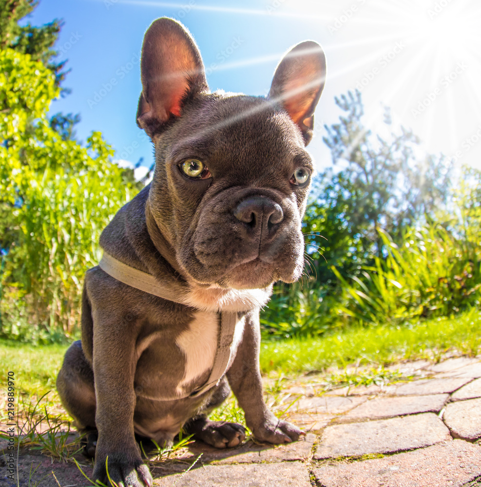 a young dog sits in sunshine in a garden