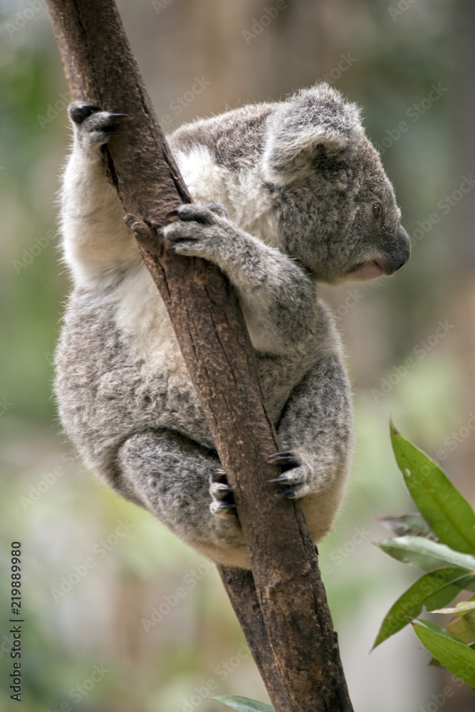 Obraz premium joey koala