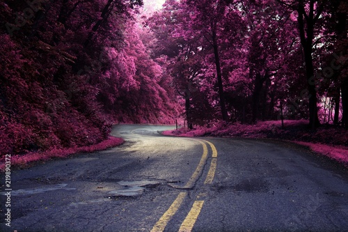 winding road pink trees