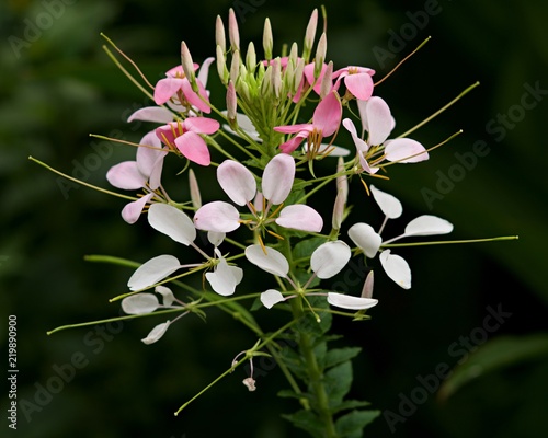 pink flower