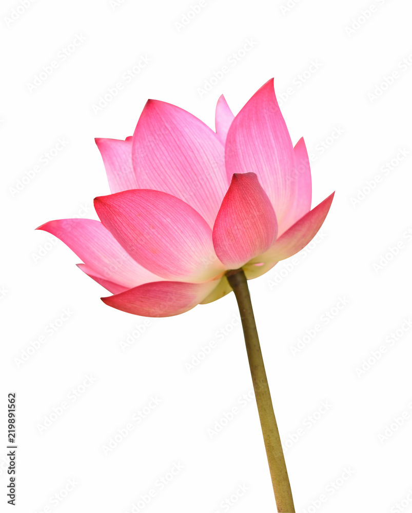 Fototapeta premium Lotus flower on white background