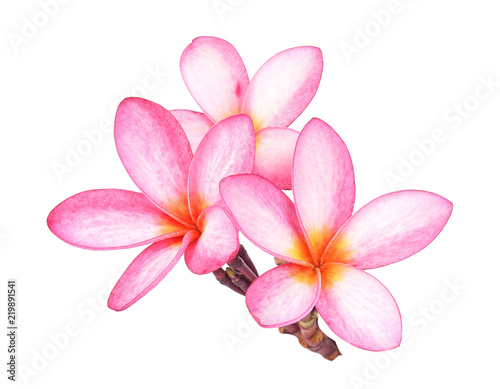 Frangipani flower on white background